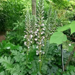 ACANTHUS mollis - Acanthe à feuilles molles