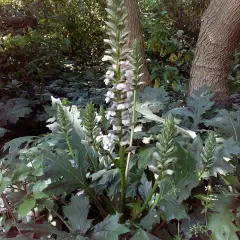 ACANTHUS mollis - Acanthe à feuilles molles