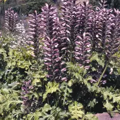 ACANTHUS mollis - Acanthe à feuilles molles