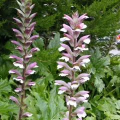 ACANTHUS mollis - Acanthe à feuilles molles