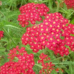 ACHILLEA millefolium 'Cerise Queen' - Achillée 'Cerise Queen'