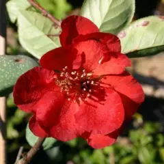 CHAENOMELES superba 'Elly Mossel' - Cognassier de Japon rouge feu 'Elly Mossel'.