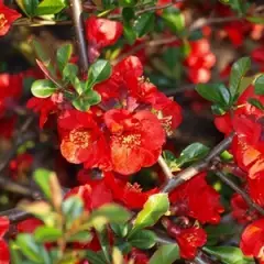 CHAENOMELES superba 'Elly Mossel' - Cognassier de Japon rouge feu 'Elly Mossel'.