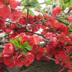 CHAENOMELES superba 'Elly Mossel' - Cognassier de Japon rouge feu 'Elly Mossel'.