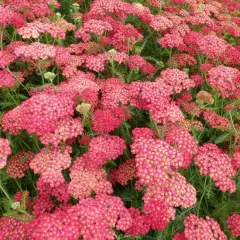 ACHILLEA millefolium 'Paprika'