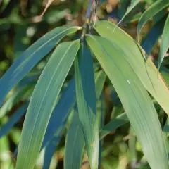 PSEUDOSASA Japonica