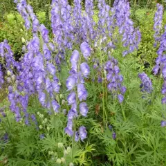 ACONITUM napellus - Char de Vénus