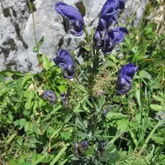 ACONITUM napellus - Char de Vénus