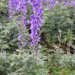 ACONITUM napellus - Char de Vénus