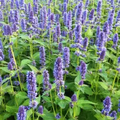 AGASTACHE 'Blue Fortune' - Agastache anisé