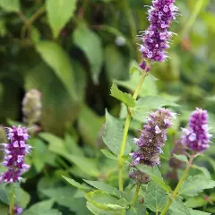 AGASTACHE 'Blue Fortune' - Agastache anisé