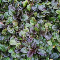 AJUGA reptans 'Atropurpurea' - Bugle rampant pourpre