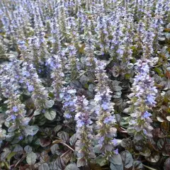 AJUGA reptans 'Atropurpurea' - Bugle rampant pourpre