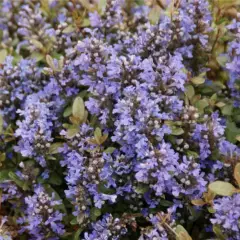 AJUGA reptans 'Atropurpurea' - Bugle rampant pourpre