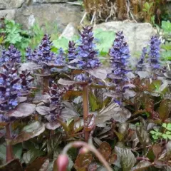 AJUGA reptans 'Atropurpurea' - Bugle rampant pourpre