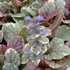 AJUGA reptans 'Burgundy Glow' - Bugle rampant 'Burgundy Glow'