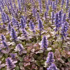 AJUGA reptans 'Burgundy Glow' - Bugle rampant 'Burgundy Glow'