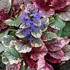 AJUGA reptans 'Burgundy Glow' - Bugle rampant 'Burgundy Glow'