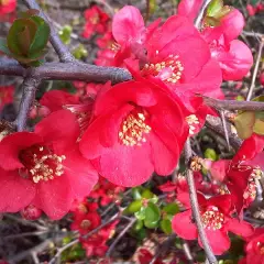 CHAENOMELES superba 'Ernst Finken' - Cognassier du Japon rouge orangé 'Ernst Finken'