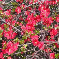 CHAENOMELES superba 'Ernst Finken' - Cognassier du Japon rouge orangé