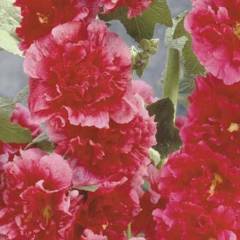 ALCEA rosea 'Chater's Double pourpre' - Rose trémière à fleurs doubles