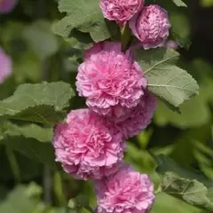 ALCEA rosea 'Chater's Double rose'