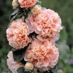 ALCEA rosea 'Chater's Double saumon' - Rose trémière à fleurs doubles