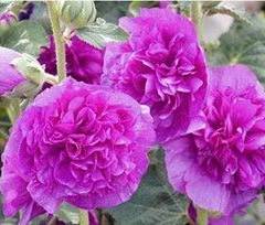 ALCEA rosea 'Chater's Double violet' - Rose trémière à fleurs doubles