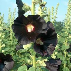 ALCEA rosea 'Nigra' - Rose trémière à fleurs noires