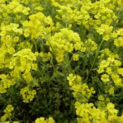 ALYSSUM montanum 'Berggold' - Alysse