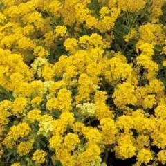 ALYSSUM montanum 'Berggold' - Alysse