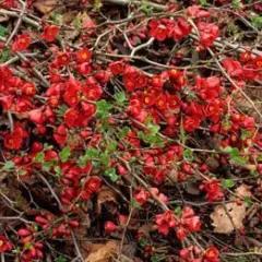 CHAENOMELES superba 'Fire Dance' - Cognassier du Japon orangé 'Fire Dance'