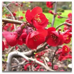 CHAENOMELES superba 'Fire Dance' - Cognassier du Japon orangé 'Fire Dance'