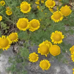 ANTHEMIS tinctoria - Camomille des teinturiers