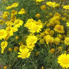 ANTHEMIS tinctoria - Camomille des teinturiers