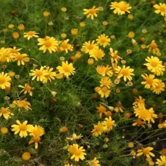 ANTHEMIS tinctoria - Camomille des teinturiers