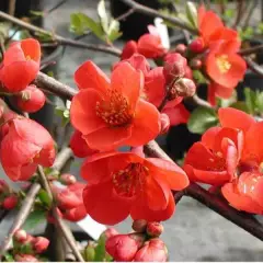 CHAENOMELES superba 'Nicoline' - Cognassier du Japon Rouge 'Nicoline'