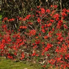 CHAENOMELES superba 'Nicoline' - Cognassier du Japon Rouge 'Nicoline'