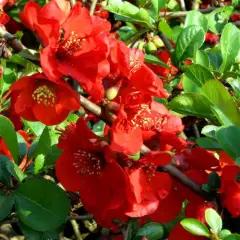 CHAENOMELES superba 'Nicoline' - Cognassier du Japon Rouge 'Nicoline'