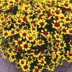 COREOPSIS 'Firefly' - Coréopsis verticillé