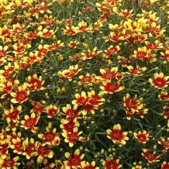 COREOPSIS 'Honeybunch Red and Gold' - Coréopsis verticillé