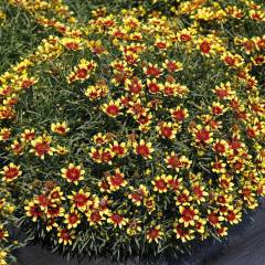 COREOPSIS 'Honeybunch Red and Gold' - Coréopsis verticillé