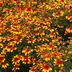 COREOPSIS 'Lightning Bug' - Coréopsis verticillé