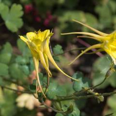 AQUILEGIA chrysantha 'Yellow Queen' - Ancolie à fleurs jaunes