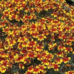 COREOPSIS 'Sunstar Orange' - Coréopsis verticillé