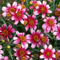 COREOPSIS 'Sunstar Rose' - Coréopsis verticillé