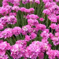 ARMERIA maritima 'Düsseldorfer Stolz' - Gazon d'Espagne 'Düsseldorfer Stolz'