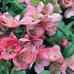 CHAENOMELES superba 'Pink Lady' - Cognassier du Japon rose