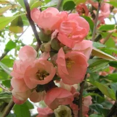 CHAENOMELES superba 'Pink Lady' - Cognassier du Japon rose