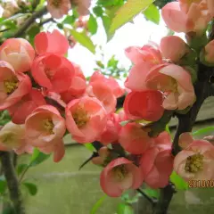 CHAENOMELES superba 'Pink Lady' - Cognassier du Japon rose